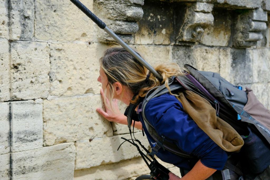 Campagne de recensement des oiseaux de la LPO sur le Pont d'Avignon – ©OTresson / Avignon Tourisme