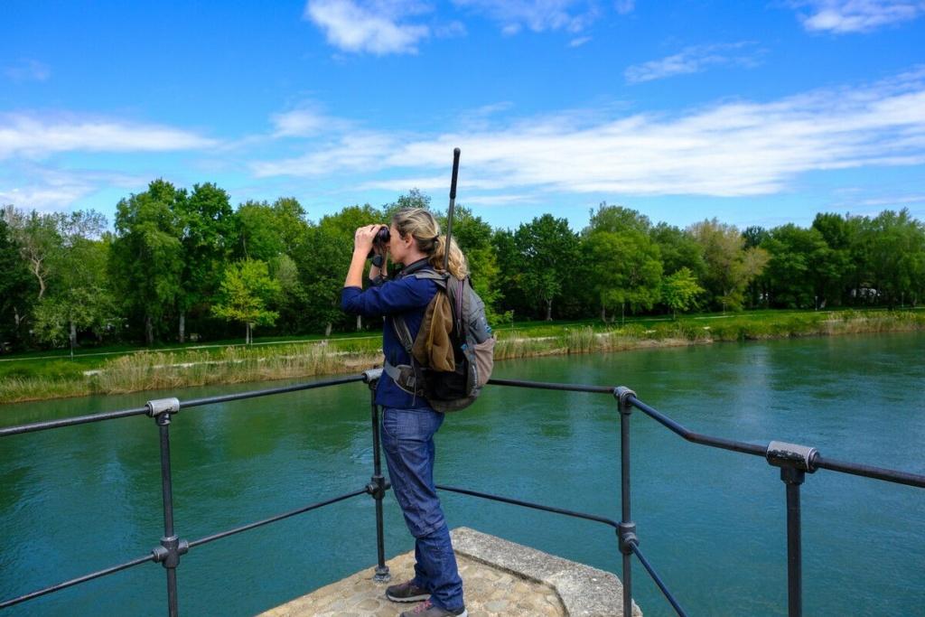 Campagne de recensement des oiseaux de la LPO sur le Pont d'Avignon – ©OTresson / Avignon Tourisme
