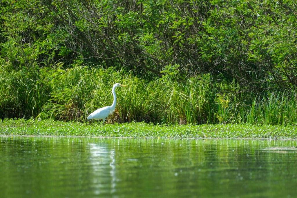 Grande Aigrette dans la ripisylve de la Barthelasse – ©OTresson / Avignon Tourisme