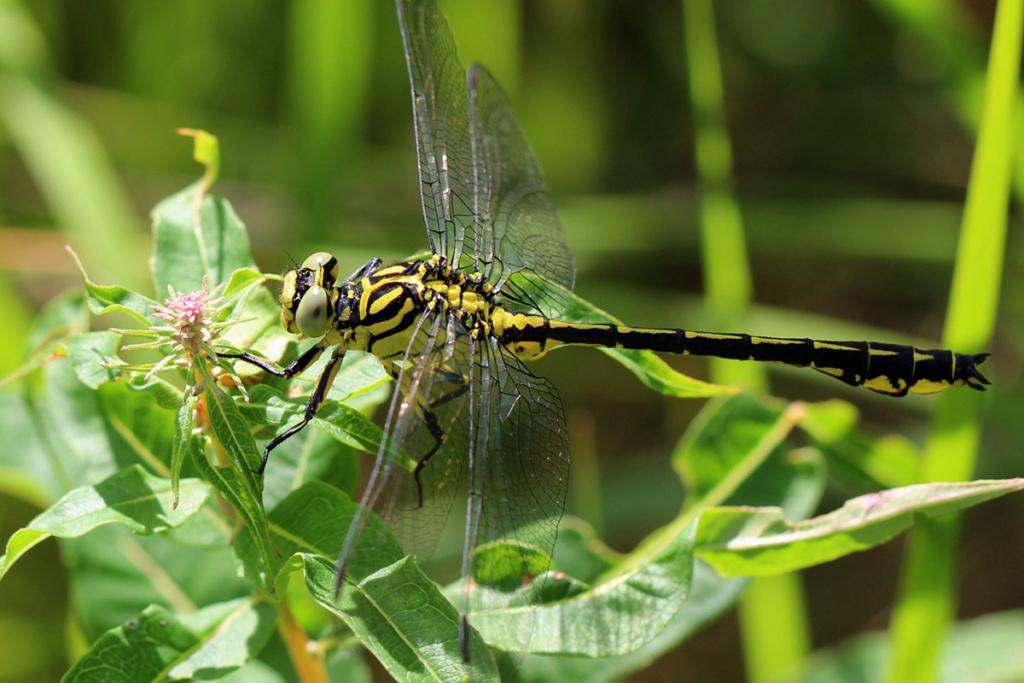 Gomphe à pattes jaunes (Gomphus flavipes) – ©AfroBrazilian